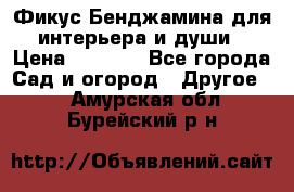 Фикус Бенджамина для интерьера и души › Цена ­ 2 900 - Все города Сад и огород » Другое   . Амурская обл.,Бурейский р-н